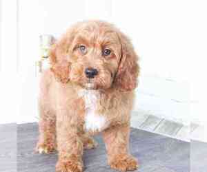 Goldendoodle (Miniature) Puppy for sale in RED LION, PA, USA
