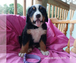 Puppy Puppy 3 Bernese Mountain Dog