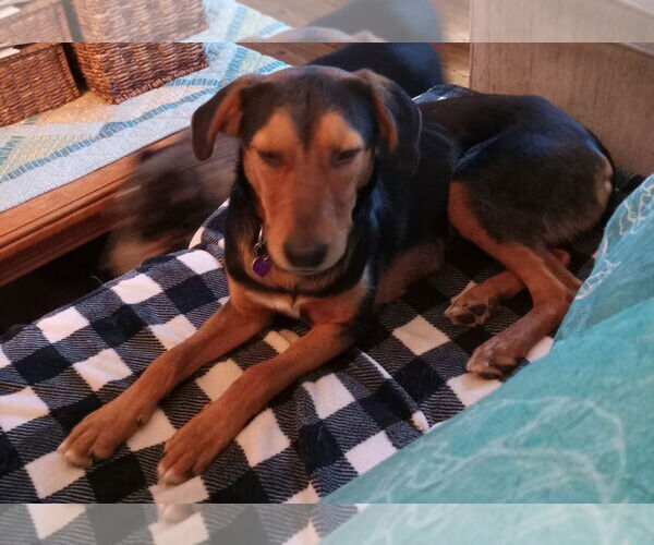 Medium Photo #5 German Shepherd Dog-Unknown Mix Puppy For Sale in Aurora, CO, USA