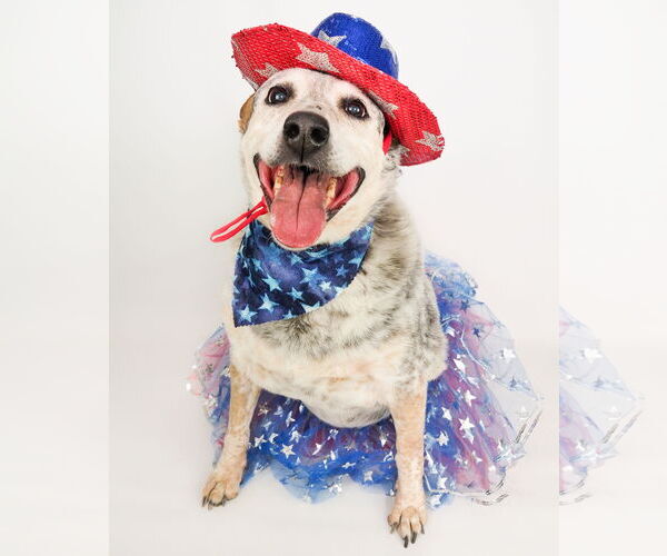 Medium Photo #7 Mutt Puppy For Sale in phoenix, AZ, USA