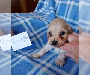 Cocker Spaniel-Poodle (Miniature) Mix Puppy for sale in CLARKRANGE, TN, USA