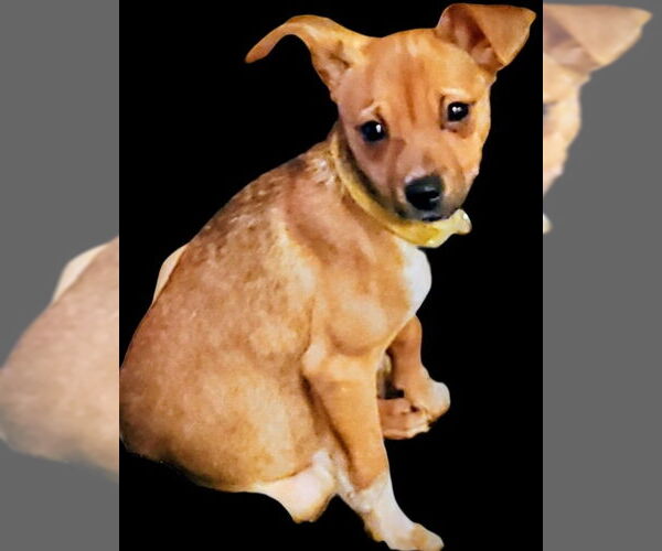 Medium Photo #3 Chihuahua-Unknown Mix Puppy For Sale in Brooklyn Center, MN, USA