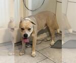 Small American Staffordshire Terrier