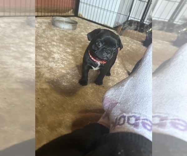 Medium Photo #9 Frenchie Pug Puppy For Sale in BLOOMINGTON, IL, USA