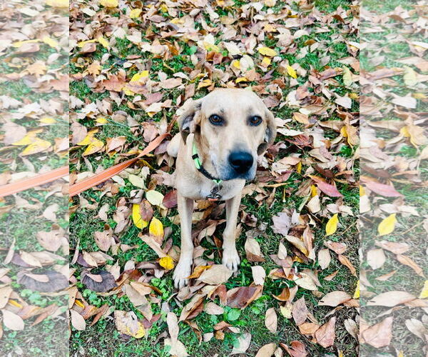 Medium Photo #3 Black Mouth Cur-Labrador Retriever Mix Puppy For Sale in Westwood, NJ, USA