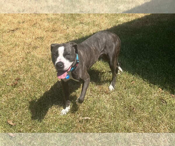 Medium Photo #9 Mutt Puppy For Sale in Shreveport, LA, USA