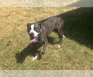 Royce - Male Mutt Dog for Adoption - Photo #9