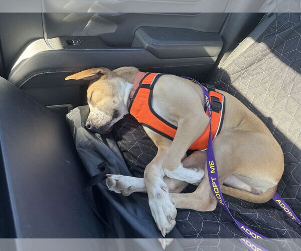 Medium Photo #7 Boxer-Unknown Mix Puppy For Sale in Macon, MO, USA