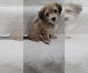 Maltese-Maltipoo Mix Puppy for sale in GRANDVILLE, MI, USA