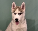 Small Photo #9 Siberian Husky Puppy For Sale in MOORCROFT, WY, USA