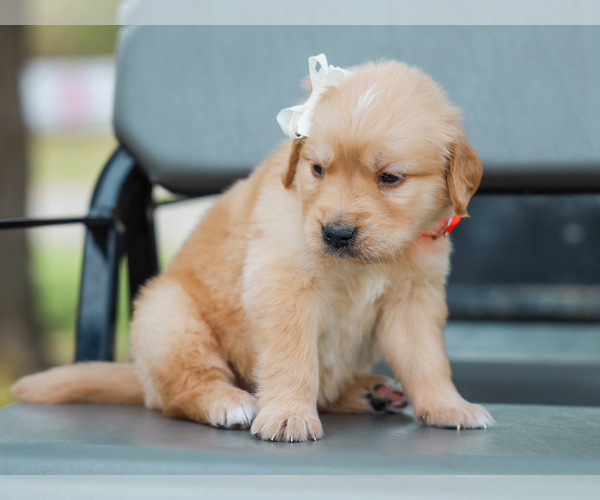 Medium Photo #3 Golden Retriever Puppy For Sale in LIBERTY, KY, USA