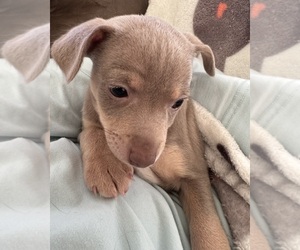 Rat Terrier Puppy for sale in WHITAKERS, NC, USA