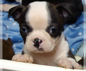Boston Terrier Puppy for sale in CRKD RVR RNCH, OR, USA