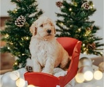 Puppy Finn Goldendoodle