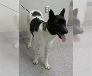 Akita-Unknown Mix Dogs for adoption in Pasadena, TX, USA