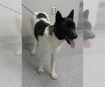 A188222 - Female Akita-Unknown Mix Dog for Adoption - Small photo