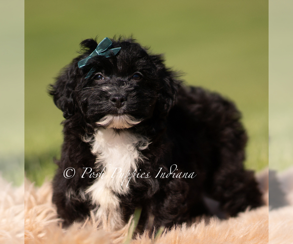 Medium Photo #5 Yorkipoo Puppy For Sale in WARSAW, IN, USA