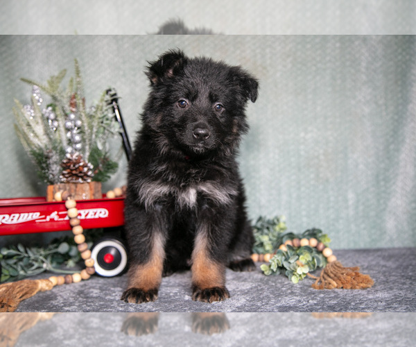 Medium Photo #1 German Shepherd Dog Puppy For Sale in NAPPANEE, IN, USA