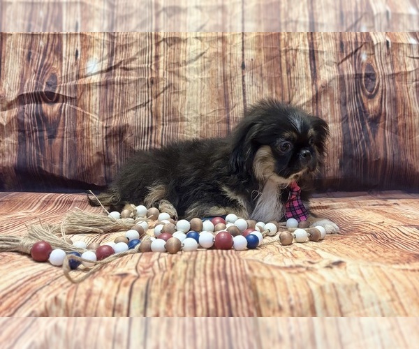 Medium Photo #5 Pekingese Puppy For Sale in RIPLEY, MS, USA