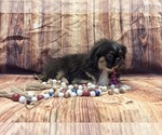 Small #4 Pekingese