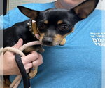 CAPTAIN - Male Chihuahua Dog for Adoption - Small photo