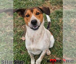 Mutt Dogs for adoption in Maryville, TN, USA