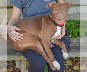 Millie - Female American Bulldog-American Staffordshire Terrier Mix Dog for Adoption - Photo #2