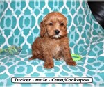 Image preview for Ad Listing. Nickname: Tucker
