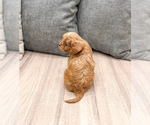 Small #4 Cavapoo (Miniature)