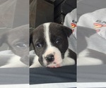 Puppy 2 Akita-Cane Corso Mix