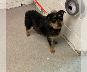 Mutt Dogs for adoption in San Bernardino, CA, USA