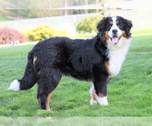 View Ad Bernese Mountain Dog Puppy for Sale near Ohio