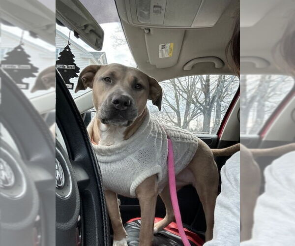 Medium Photo #1 Labrador Retriever-Unknown Mix Puppy For Sale in East Derry, NH, USA