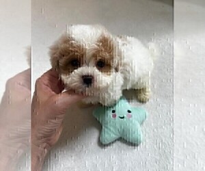 Maltipoo Puppy for sale in MIAMI BEACH, FL, USA
