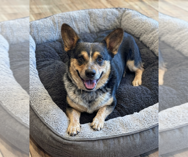 Medium Photo #1 Mutt Puppy For Sale in Genesee, WI, USA