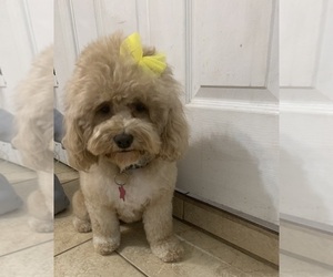 Mother of the Cock-A-Poo puppies born on 04/23/2025