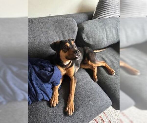 Medium Photo #4 Rottweiler-Unknown Mix Puppy For Sale in Hillsboro, NH, USA