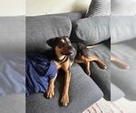 Small #3 Rottweiler Mix