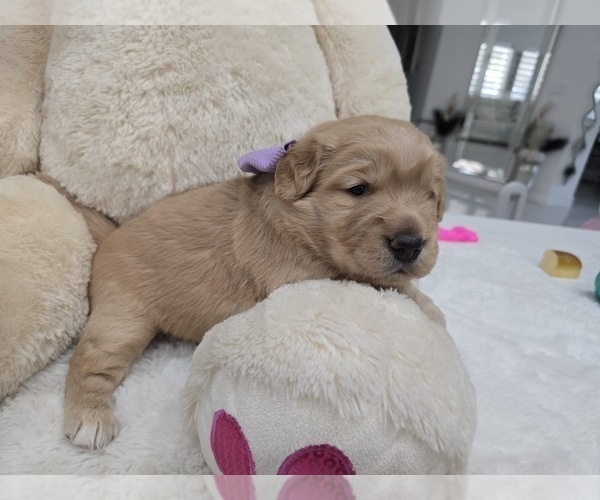 Medium Photo #11 Golden Retriever Puppy For Sale in ORLANDO, FL, USA