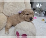 Small Photo #11 Golden Retriever Puppy For Sale in ORLANDO, FL, USA