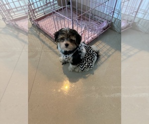 Yorkshire Terrier Puppy for sale in CLEWISTON, FL, USA