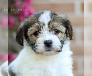 Havanese Puppy for Sale in NEWMANSTOWN, Pennsylvania USA