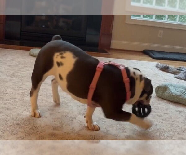 Medium Photo #6 Bulldog Puppy For Sale in Holly Springs, NC, USA
