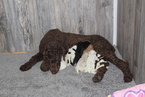 Small Photo #3 Goldendoodle Puppy For Sale in FRESNO, OH, USA