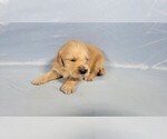 Puppy Bluey Golden Retriever