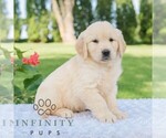 Small #2 Golden Retriever