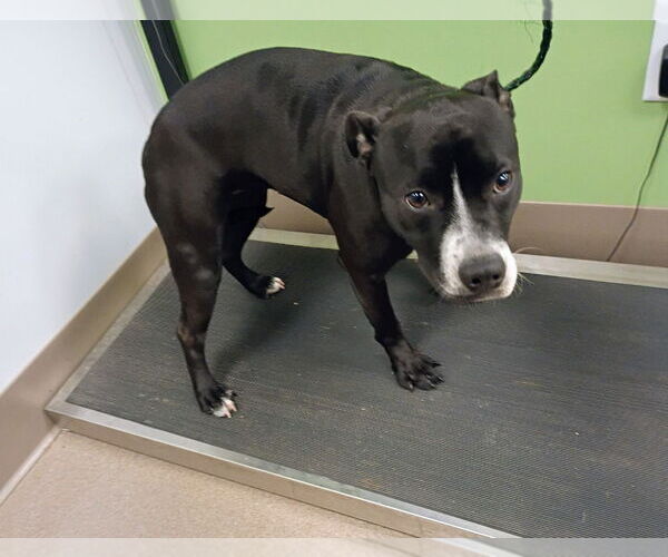 Medium Photo #2 Mutt Puppy For Sale in La Porte, IN, USA