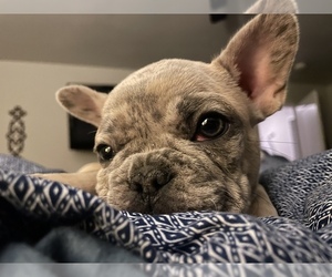 French Bulldog Puppy for sale in TEMPLETON, CA, USA