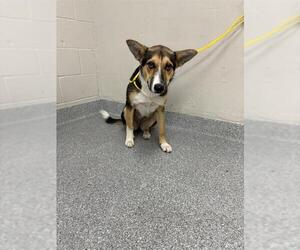Australian Shepherd Dogs for adoption in Pasadena, TX, USA
