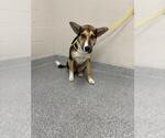 Small Australian Shepherd